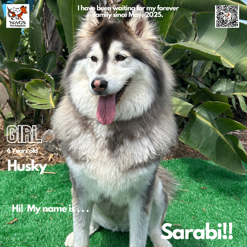 Sarabi