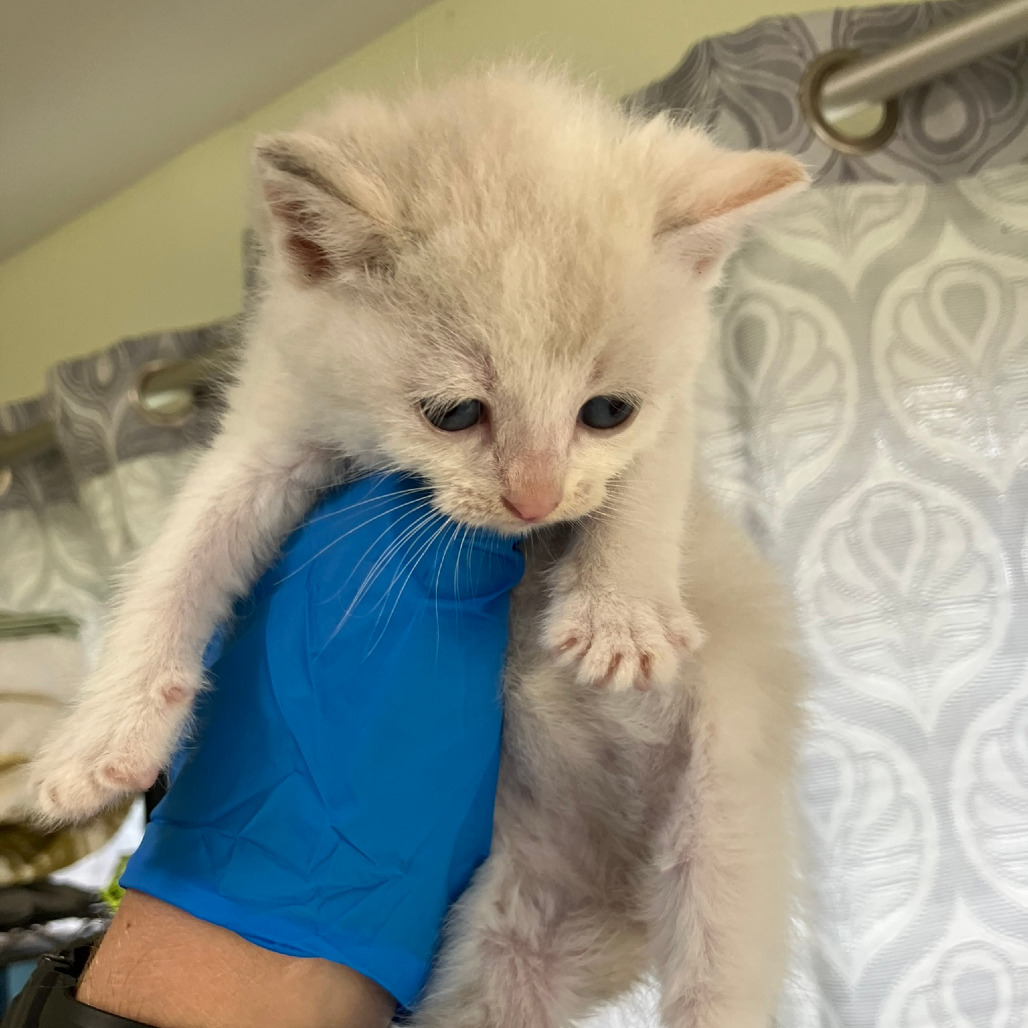 COH-A-63875, an adoptable Domestic Short Hair in Pahoa, HI, 96778 | Photo Image 1