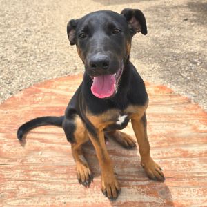 Ernie, Young Male Shepherd