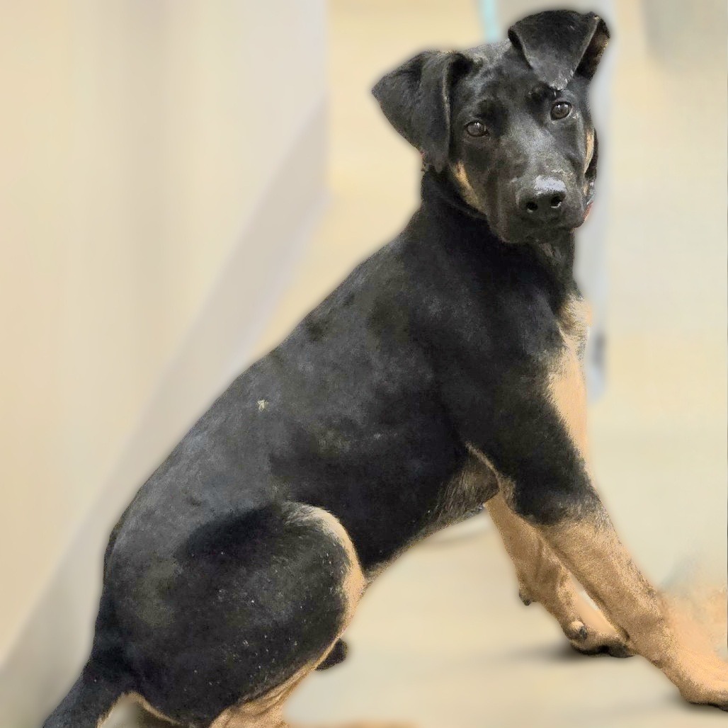 Ernie, an adoptable Doberman Pinscher in Wickenburg, AZ, 85390 | Photo Image 2