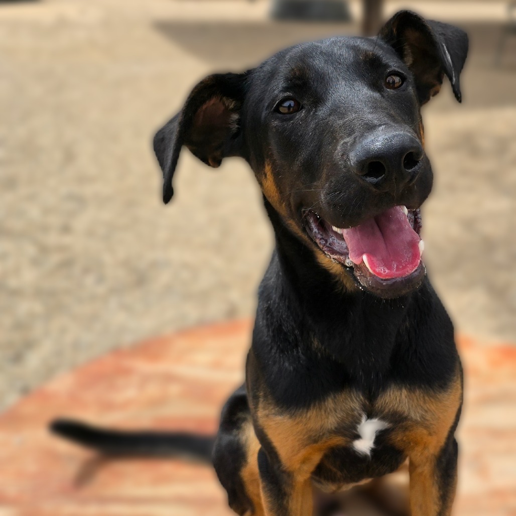 Ernie, an adoptable Doberman Pinscher in Wickenburg, AZ, 85390 | Photo Image 3