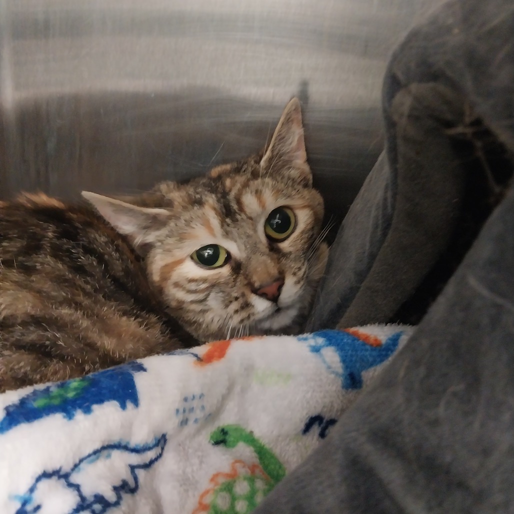 Up & Up (Ithaca Petsmart)