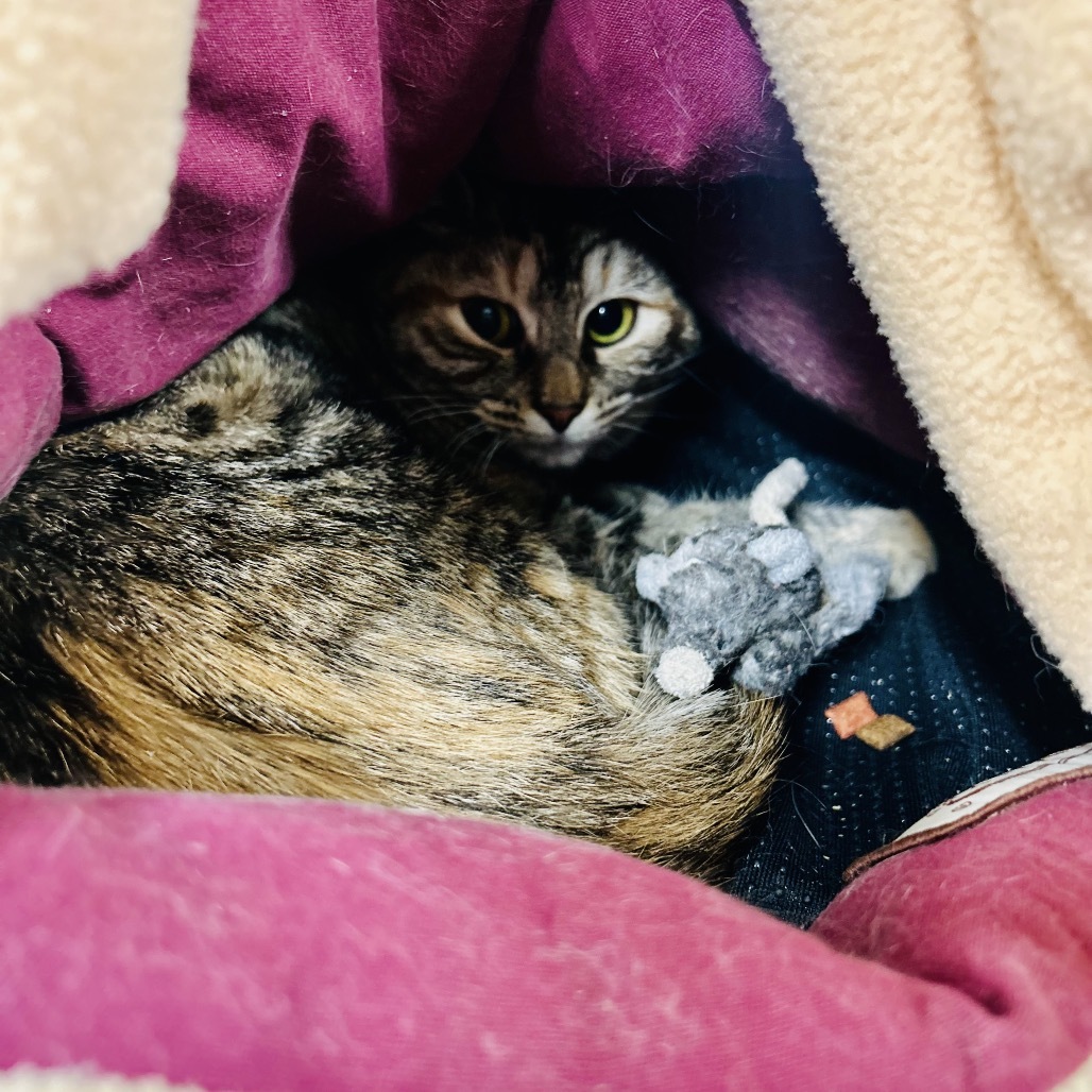 Up & Up (Ithaca Petsmart)