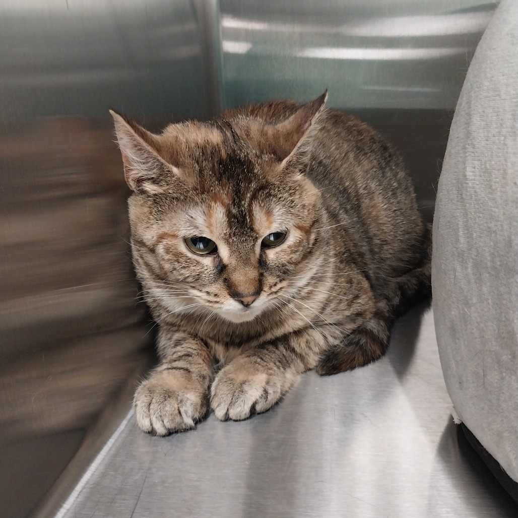 Kleenex (Ithaca PetSmart)