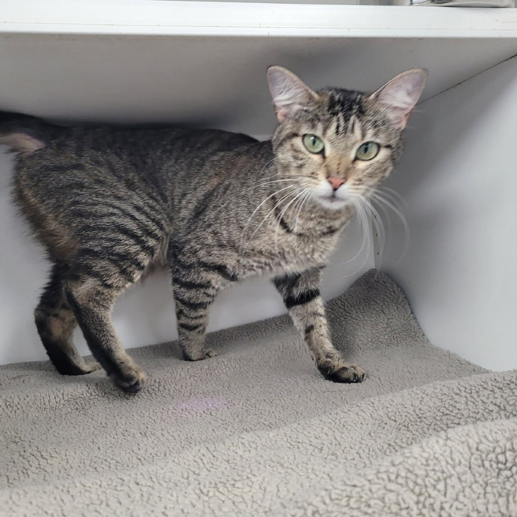 Lucy, an adoptable Domestic Short Hair in Duncan, OK, 73533 | Photo Image 2