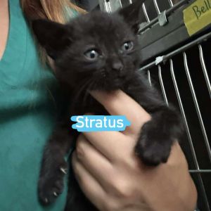 Stratus, Baby Male Domestic Short Hair