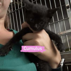 Cumulus, Baby Female Domestic Short Hair
