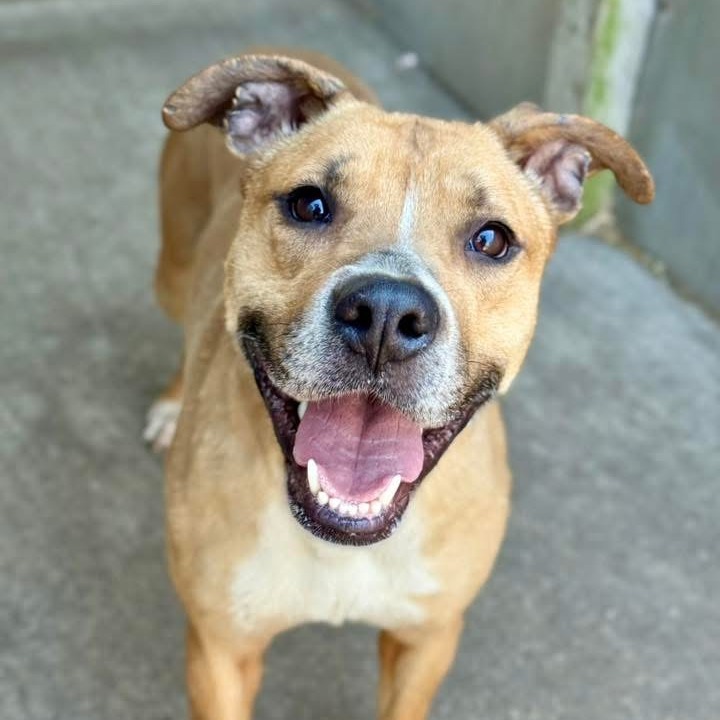Sonrisa