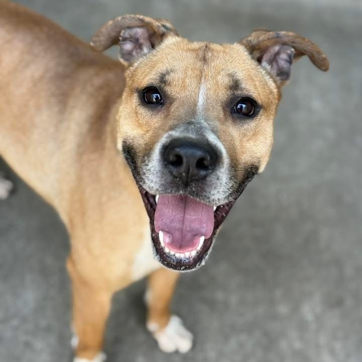 Sonrisa