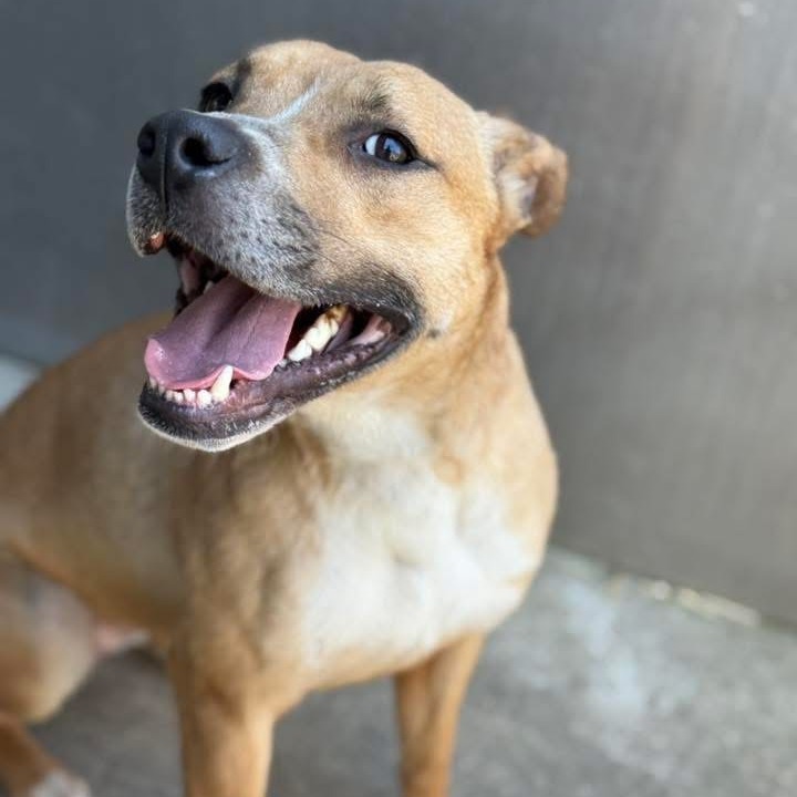 Sonrisa