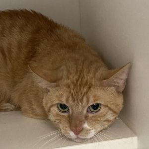 Noel, Adult Male unknown