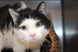 Smudge, Adult Male Domestic Short Hair