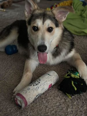 Alvin (The 3 Chipmunks 1), Baby Male Australian Shepherd