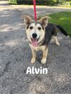 Alvin (The 3 Chipmunks 1) photo 3