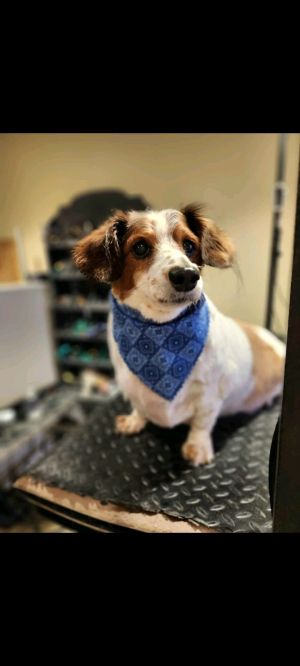 Biscuit of Charlotte and Biscuit, Senior Male Dachshund