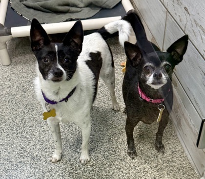 Thumper bonded to Mandy