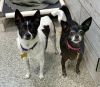 Thumper bonded to Mandy photo 2