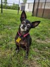 Mandy bonded to Thumper photo 1