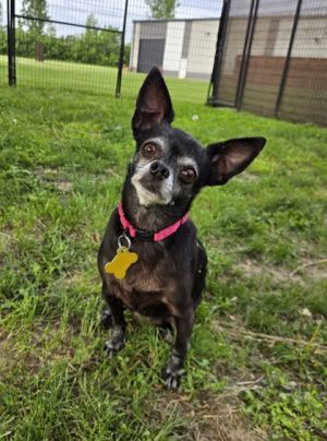 Mandy bonded to Thumper, Adult Female unknown