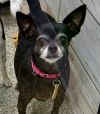 Mandy bonded to Thumper photo 2