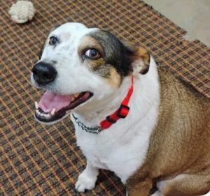 Aliena bonded to Blaze, Adult Female Cattle Dog