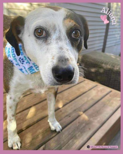 Aliena bonded to Blaze