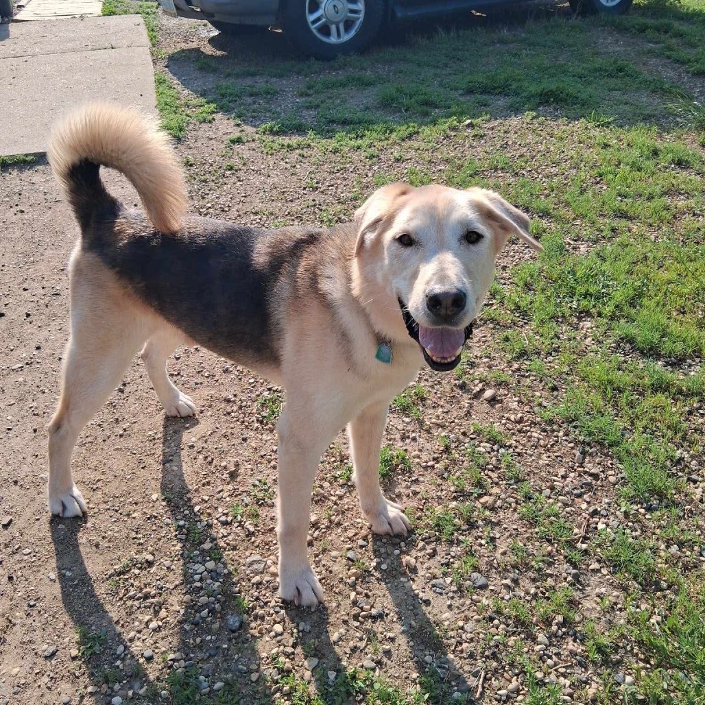 Merret, an adoptable Mixed Breed in Bismarck, ND, 58507 | Photo Image 1