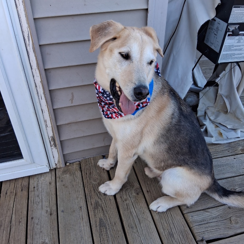 Merrit, an adoptable Mixed Breed in Bismarck, ND, 58507 | Photo Image 1