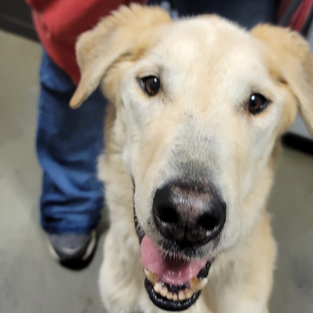 Merrit, an adoptable Mixed Breed in Bismarck, ND, 58507 | Photo Image 2
