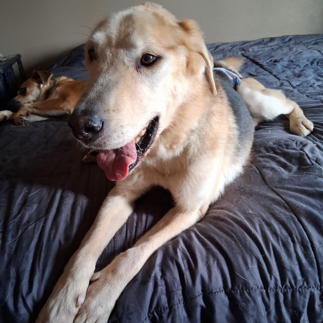 Merrit, an adoptable Mixed Breed in Bismarck, ND, 58507 | Photo Image 3