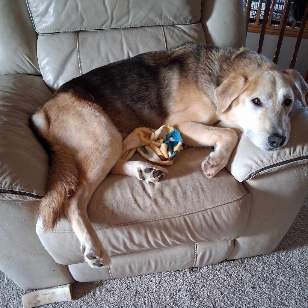 Merrit, an adoptable Mixed Breed in Bismarck, ND, 58507 | Photo Image 4