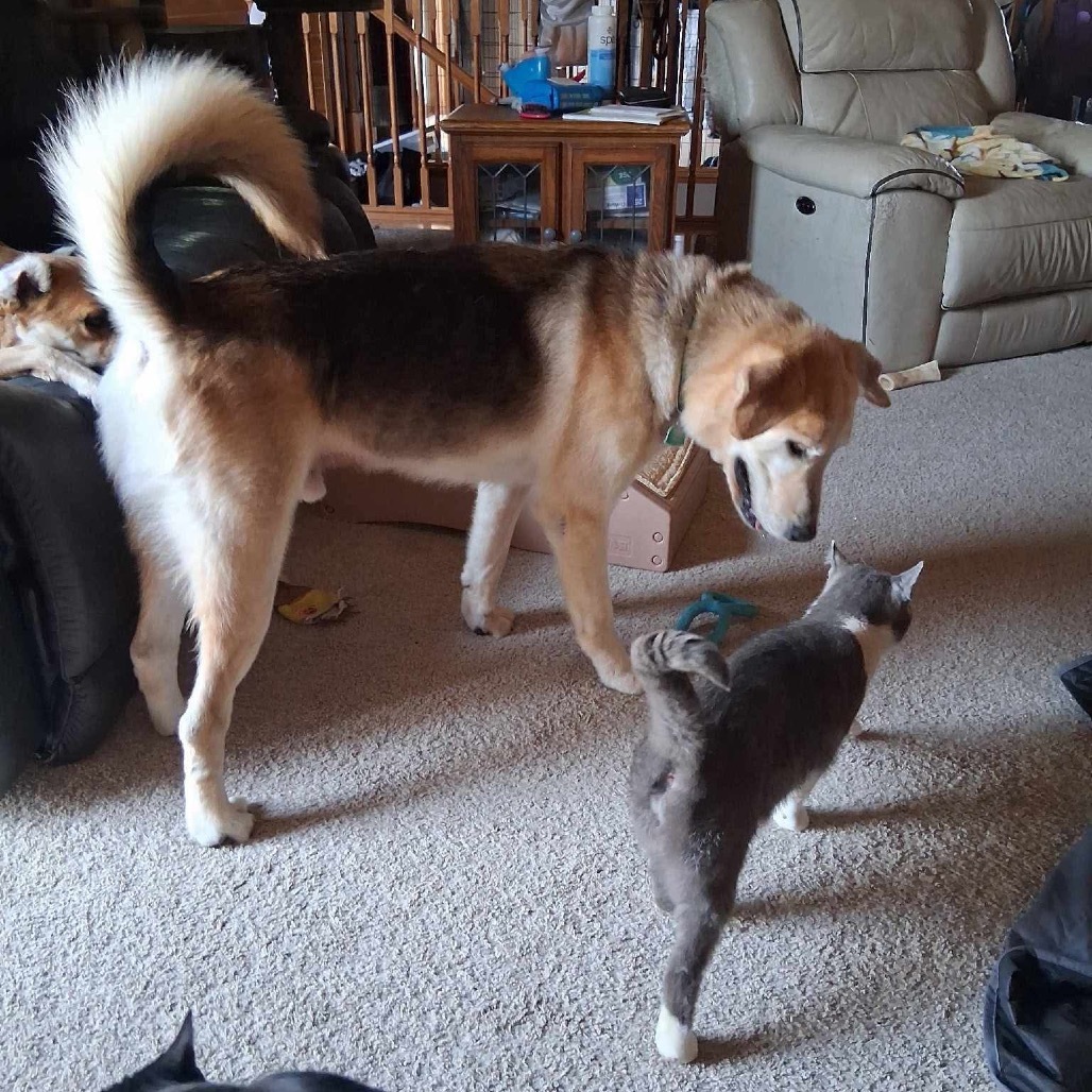 Merrit, an adoptable Mixed Breed in Bismarck, ND, 58507 | Photo Image 5