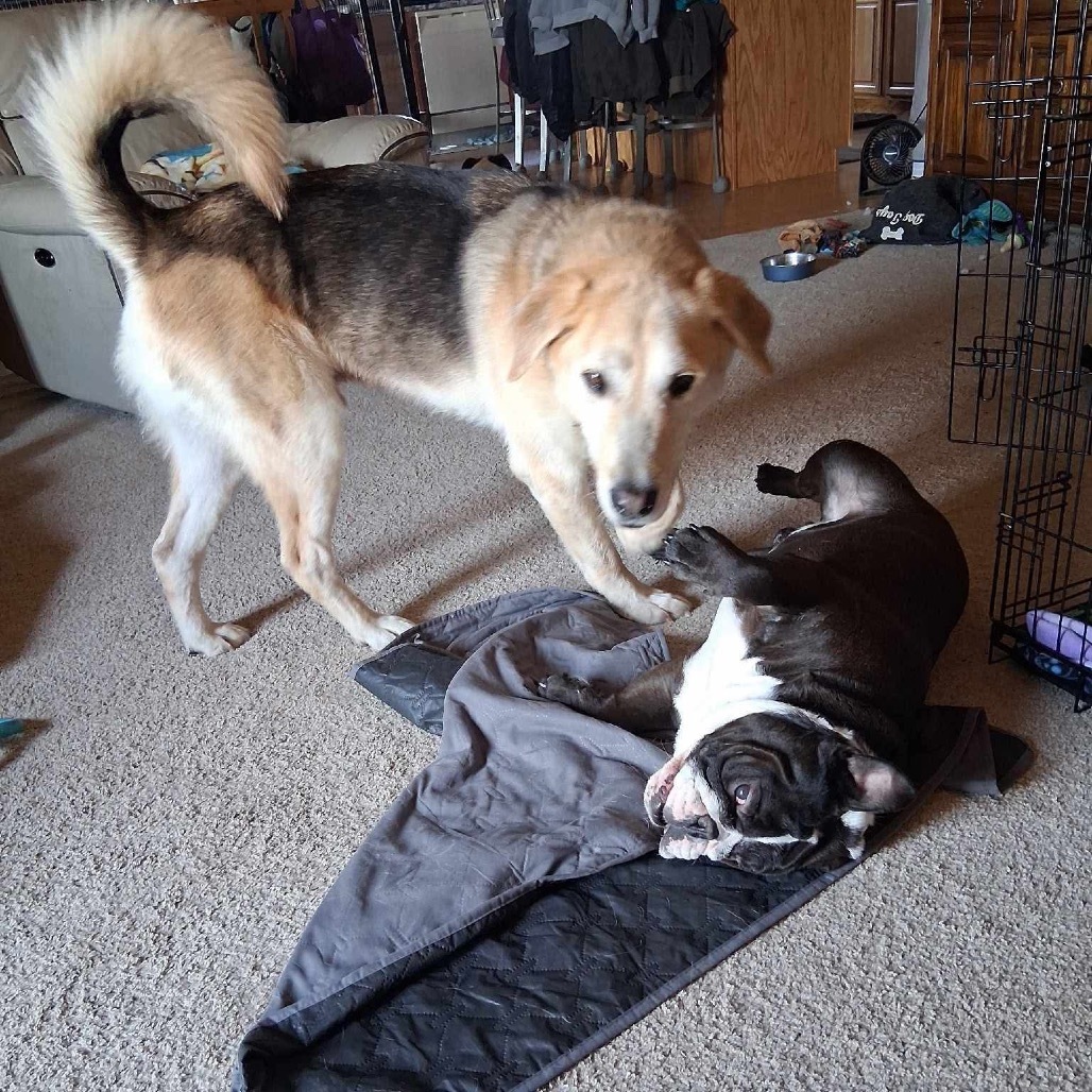 Merrit, an adoptable Mixed Breed in Bismarck, ND, 58507 | Photo Image 6