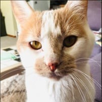 Scamp, an adoptable Domestic Short Hair in Bismarck, ND, 58507 | Photo Image 1