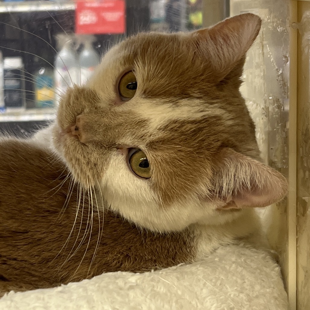 Scamp, an adoptable Domestic Short Hair in Bismarck, ND, 58507 | Photo Image 3