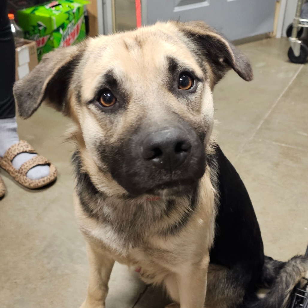 Rosco, an adoptable Mixed Breed in Bismarck, ND, 58507 | Photo Image 1