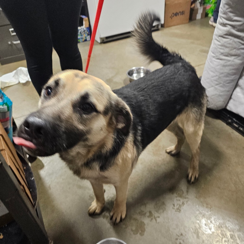 Rosco, an adoptable Mixed Breed in Bismarck, ND, 58507 | Photo Image 2