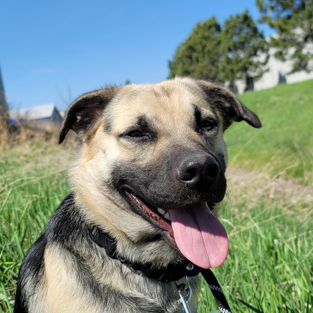 Rosco, an adoptable Mixed Breed in Bismarck, ND, 58507 | Photo Image 3