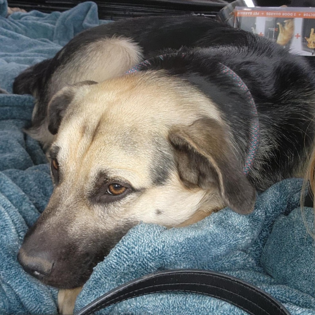 Rosco, an adoptable Mixed Breed in Bismarck, ND, 58507 | Photo Image 4