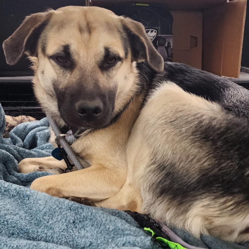 Rosco, an adoptable Mixed Breed in Bismarck, ND, 58507 | Photo Image 5