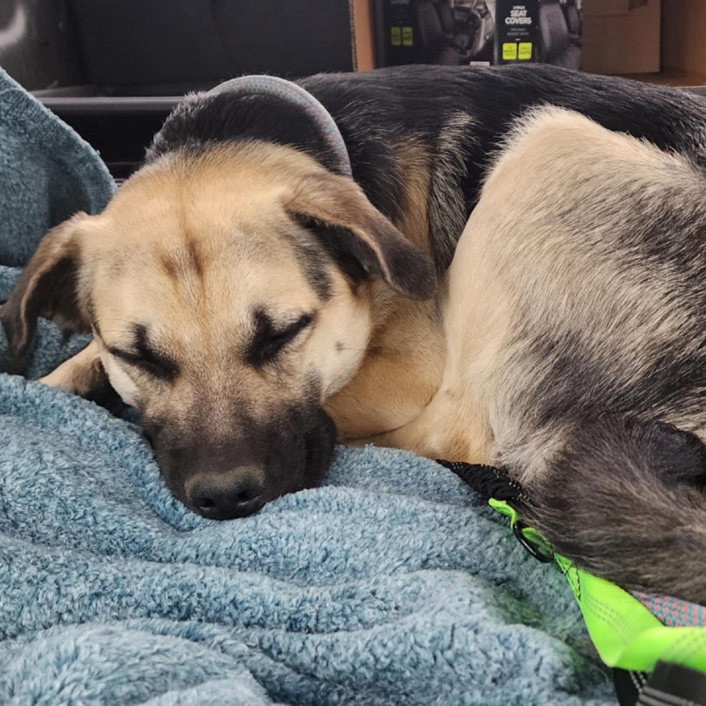 Rosco, an adoptable Mixed Breed in Bismarck, ND, 58507 | Photo Image 6