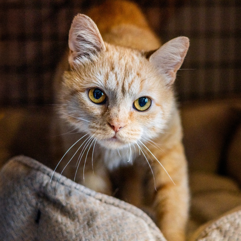 Maya