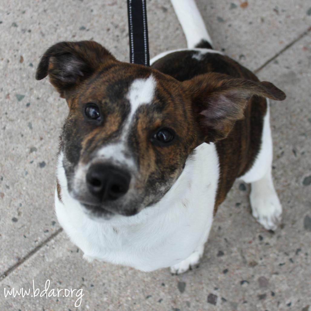 Maple, an adoptable Australian Cattle Dog / Blue Heeler, Mixed Breed in Cheyenne, WY, 82009 | Photo Image 1