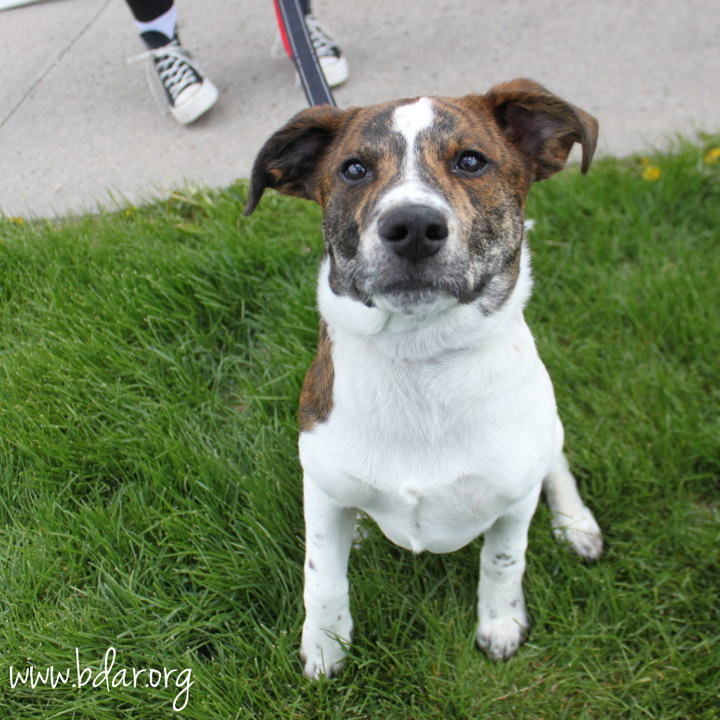 Maple, an adoptable Australian Cattle Dog / Blue Heeler, Mixed Breed in Cheyenne, WY, 82009 | Photo Image 6