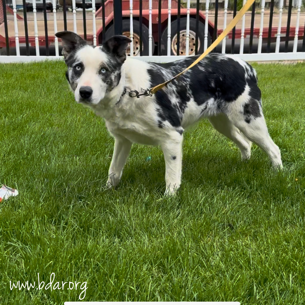 Cici, an adoptable Border Collie, Australian Cattle Dog / Blue Heeler in Cheyenne, WY, 82009 | Photo Image 1