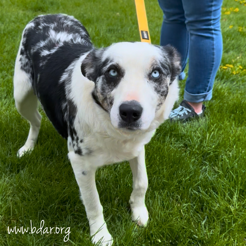 Cici, an adoptable Border Collie, Australian Cattle Dog / Blue Heeler in Cheyenne, WY, 82009 | Photo Image 2