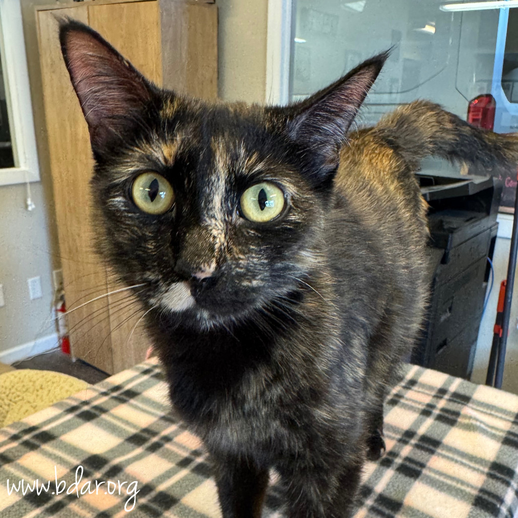 Rizzo, an adoptable Domestic Short Hair in Cheyenne, WY, 82009 | Photo Image 1