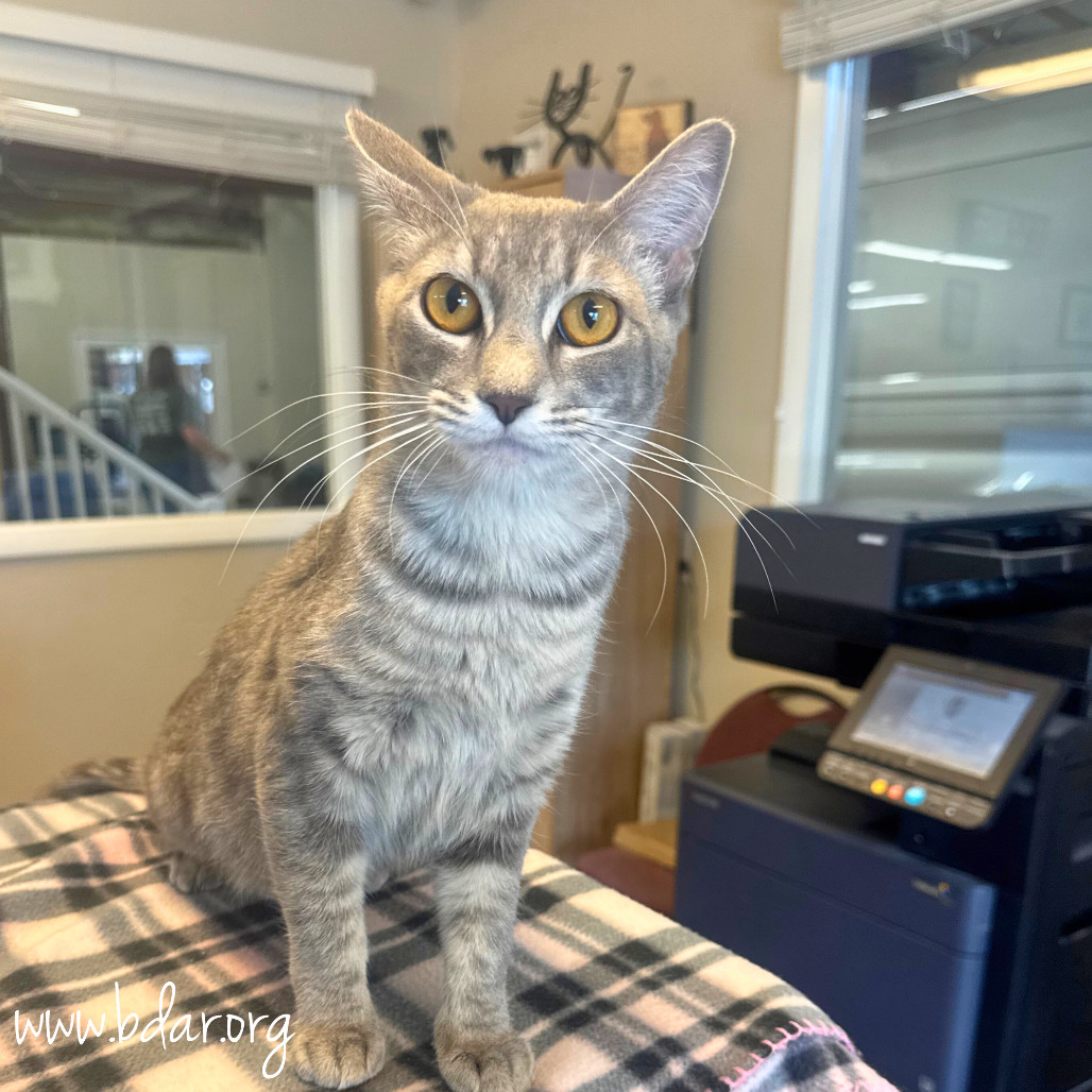 Frenchy, an adoptable Domestic Short Hair in Cheyenne, WY, 82009 | Photo Image 2