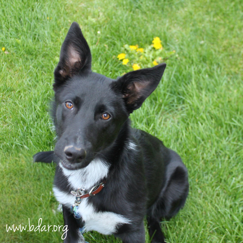 Lulu, an adoptable Border Collie, German Shepherd Dog in Cheyenne, WY, 82009 | Photo Image 1