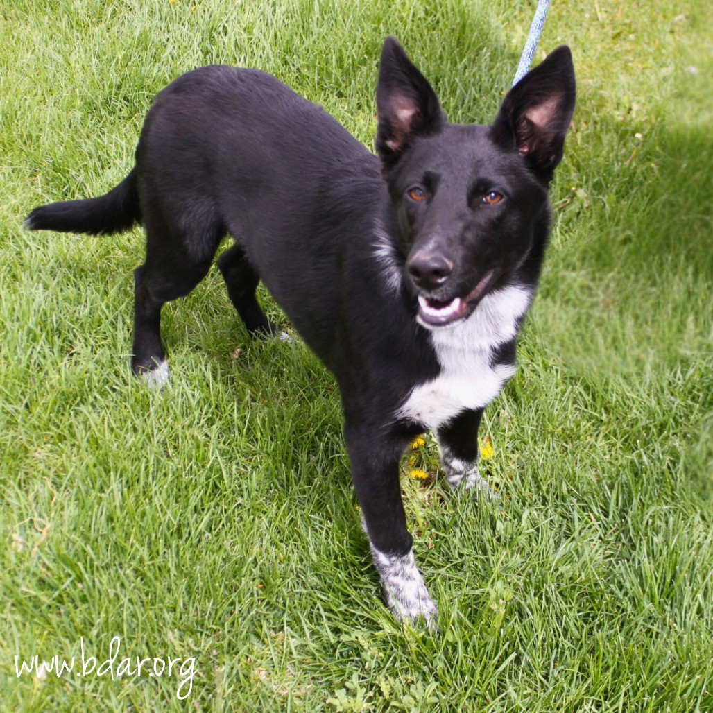 Lulu, an adoptable Border Collie, German Shepherd Dog in Cheyenne, WY, 82009 | Photo Image 2
